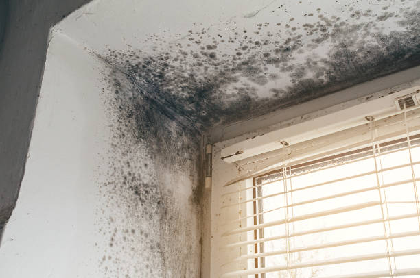 Affordable Basement Mold Removal solutions in Fort Knox, KY
